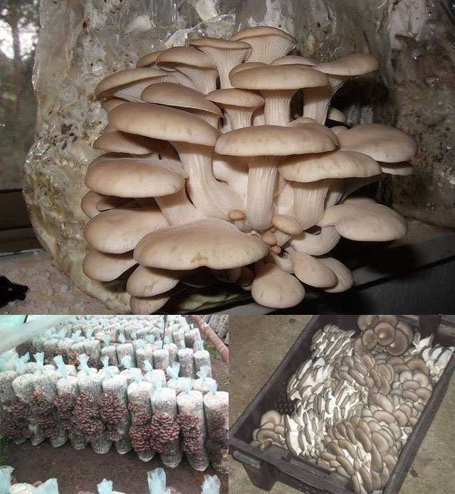 Бизнес идея выращивание грибов вешенок с расчетами