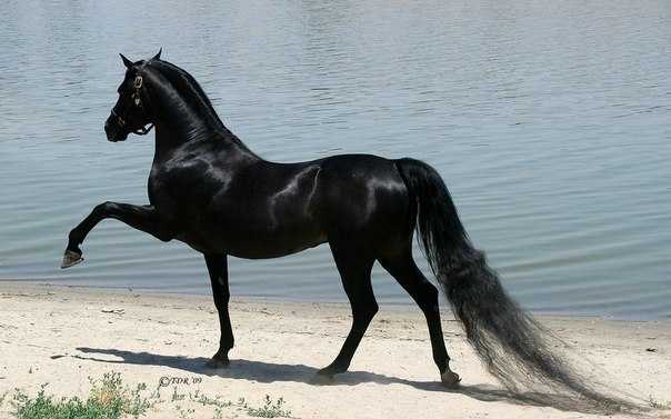 Порода арабский скакун, представители арабских лошадей, их виды и характеристика