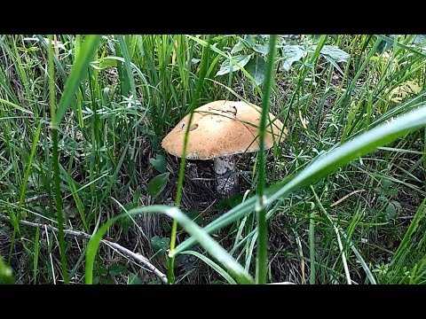 Выращивание грибов вешенка