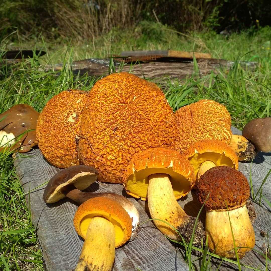 Съедобные грибы приморского края – фото и описание