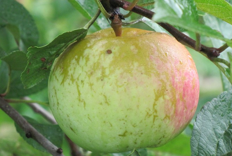 Яблоня июльское черненко: описание и характеристики сорта, выращивание и уход