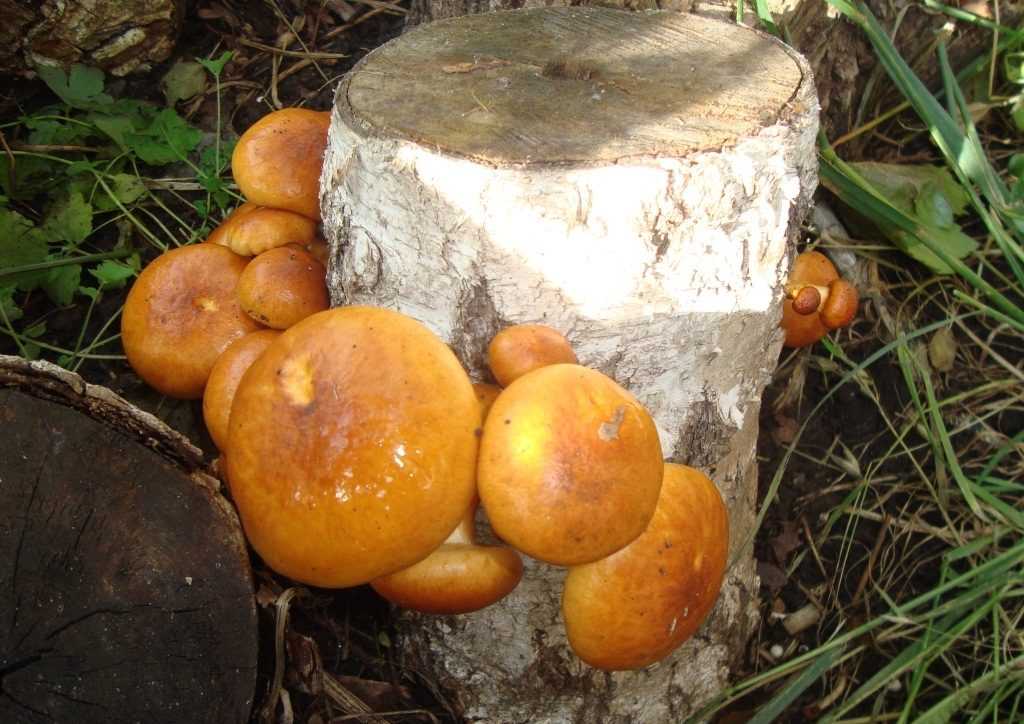 Белый гриб сосновый – один из «боровиков»