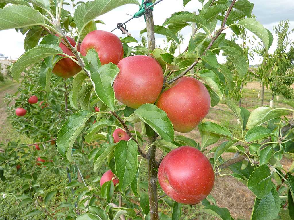 Эффектный внешне привет родом из америки — сорт яблонь старкримсон