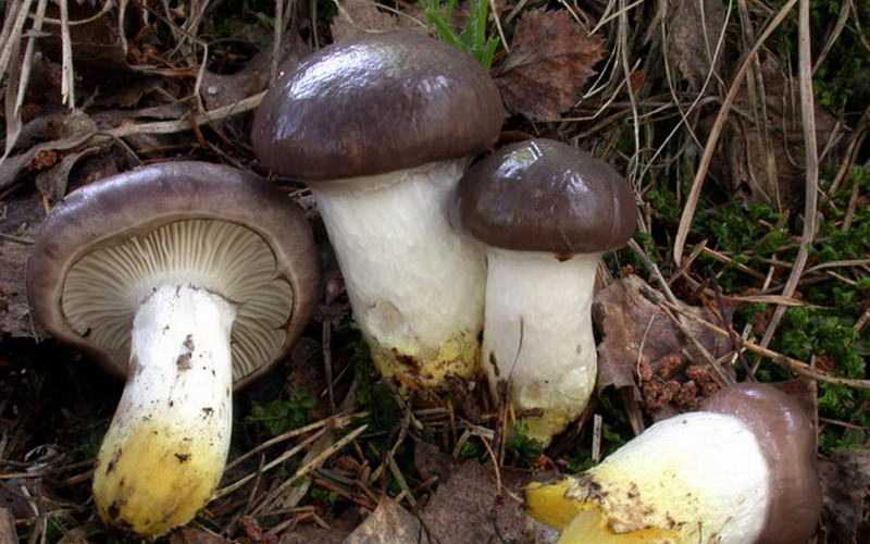 Мокруха пятнистая (gomphidius maculatus): съедобный гриб 4 категории с фото