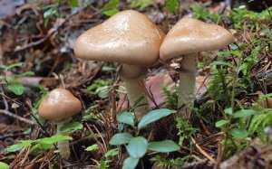 Строфария морщинисто-кольцевая – культивируемый гриб