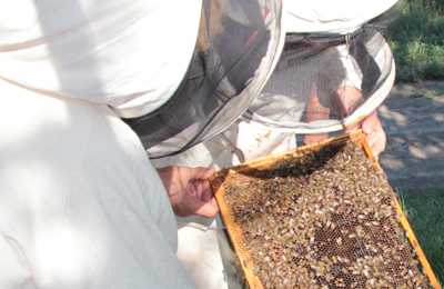 Мешотчатый расплод пчел: причины, лечение, профилактика
