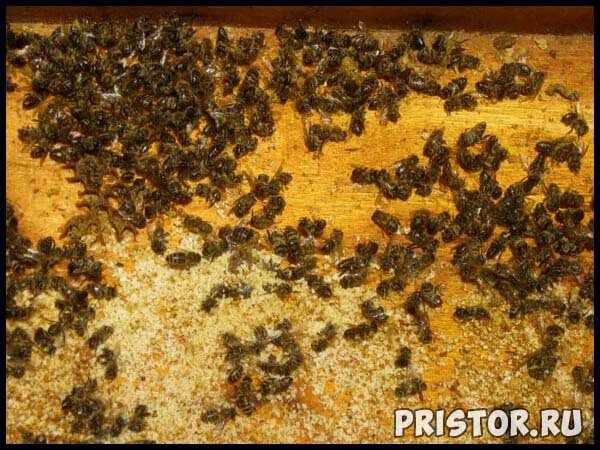 Пчелиный подмор – уникальное средство для мужчин