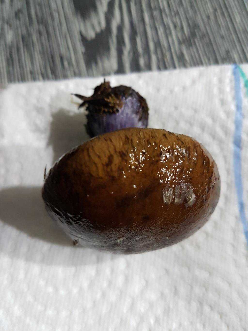 Фиолетовый гриб | приокско-террасный государственный природный биосферный заповедник