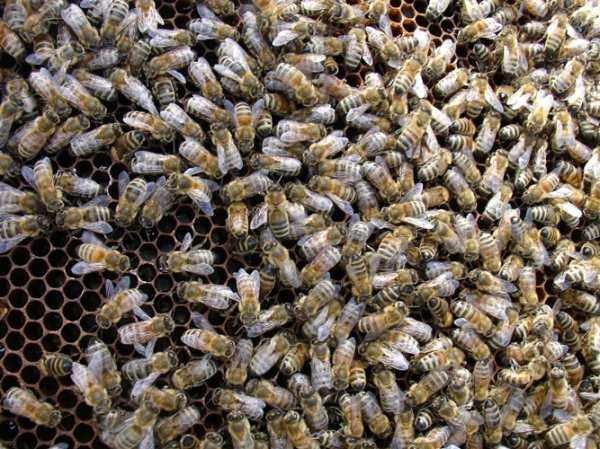 Как можно быстро и эффективно поймать рой пчел