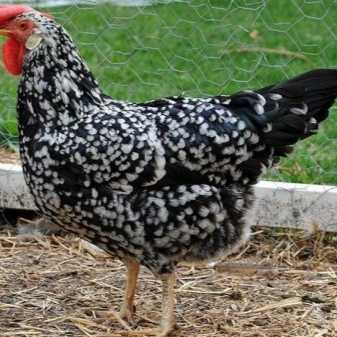 Какую породу кур лучше приобретать, на мясо и для яичного производства в домашнем и крупном птичнике