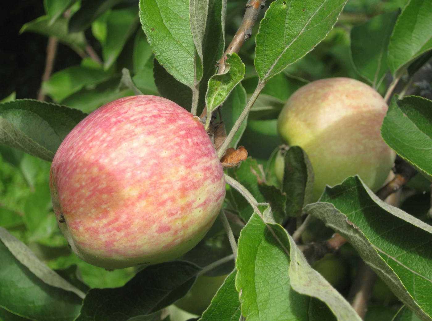 Карликовые яблони: топ-23 лучших сорта, описание и фото | +отзывы