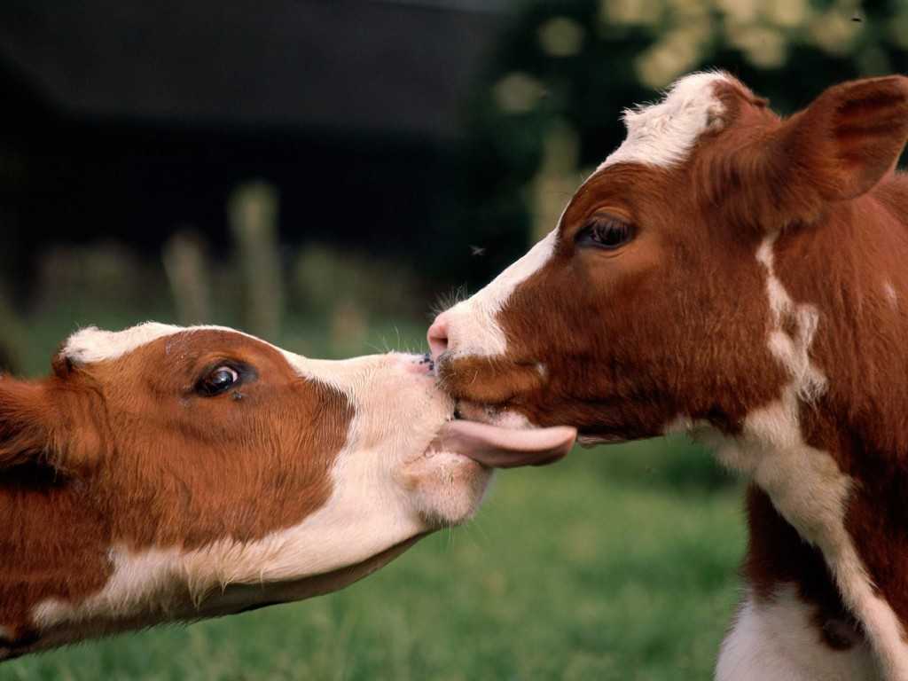 Трихомоноз крс - болезни коров