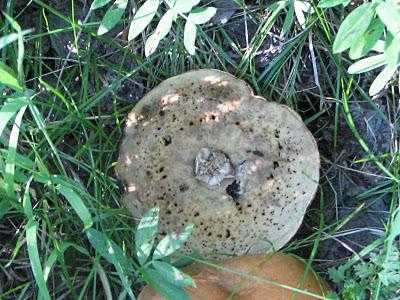 Можно ли есть червивые грибы: едят ли черви ядовитые и несъедобные виды (+16 фото)