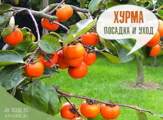 Как вырастить мандарин из косточки в домашних условиях? - sadovnikam.ru