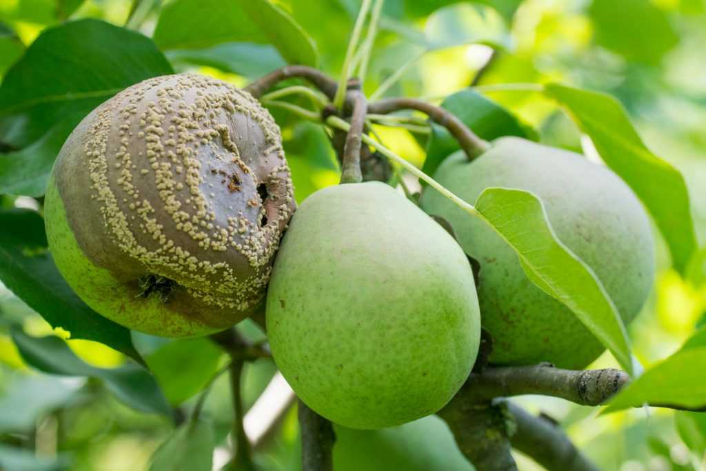 Почему плоды груши гниют прямо на дереве: причины, что делать, профилактика, фото