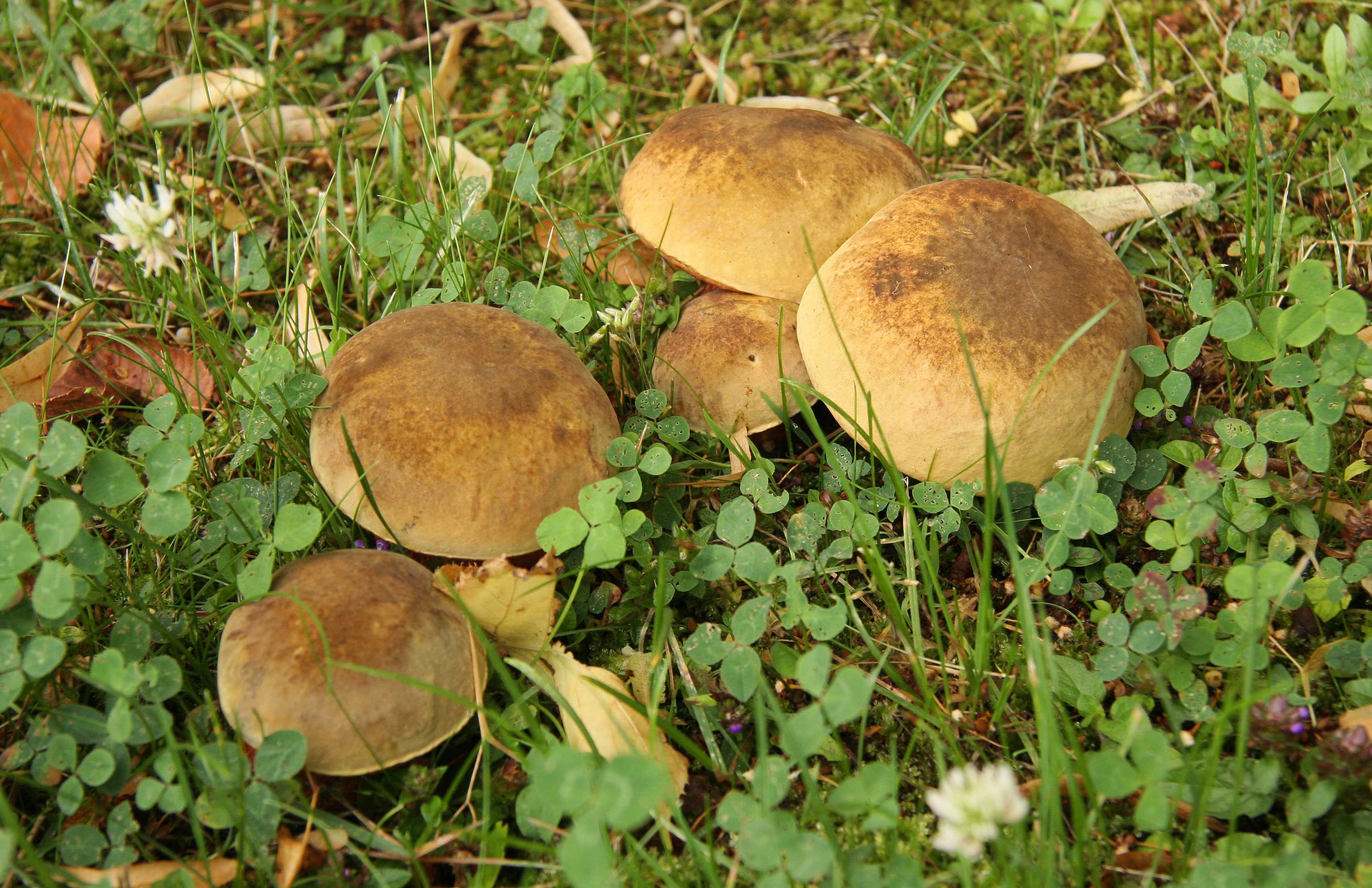 Трубчатые грибы (ядовитые и съедобные): +39 фото и описание, названия и виды