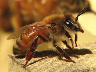 Итальянская порода пчел, особенности и преимущества