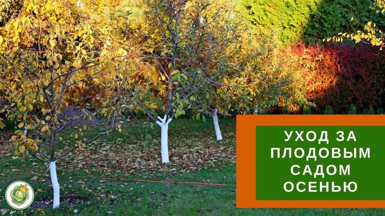 Подкормка плодовых деревьев осенью: самые популярные способы