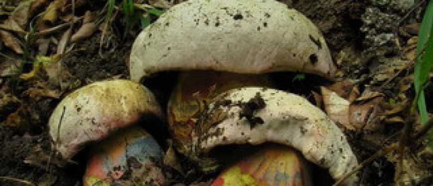 Сатанинский гриб (boletus satanas): фото, описание, признаки отравления, первая помощь и отличия ядовитого гриба от съедобных