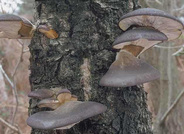 Съедобные древесные грибы: польза и вред, распространенные виды, места произрастания, сроки сбора, рецепты приготовления, применение в народной медицине