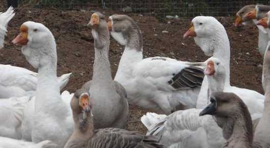 Холмогорская порода гусей: описание, вес, фото