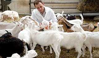 Болезни коз - препараты для лечения и грамотный уход за козами (90 фото + видео)
