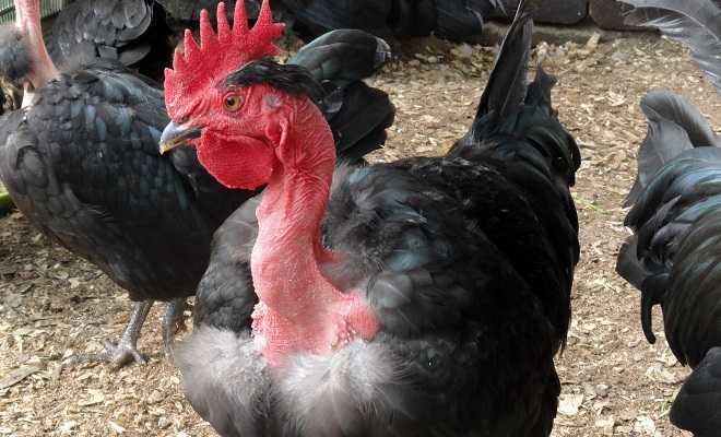 Голошейная трансильванская порода кур – описание, фото и видео