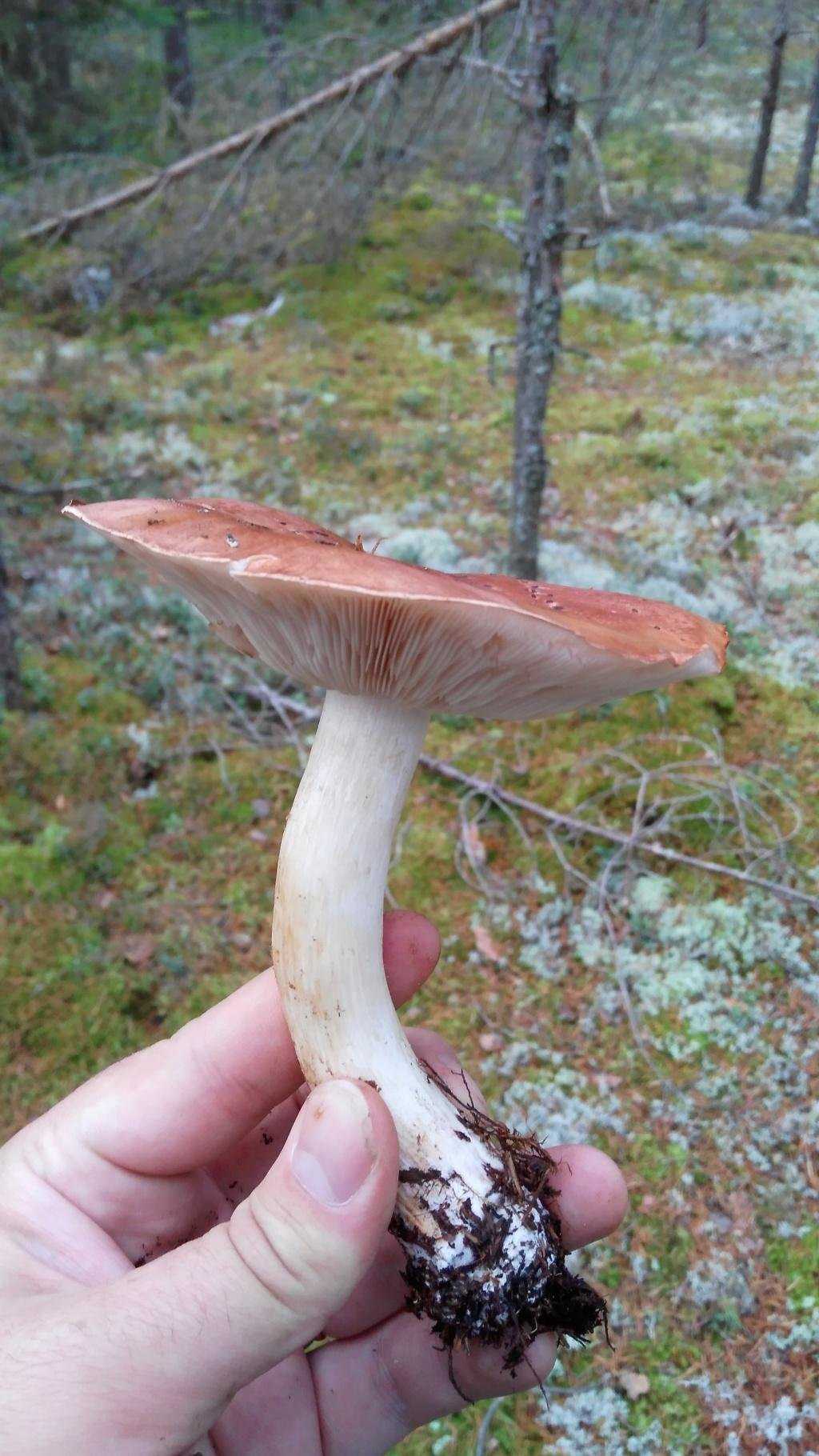 Особенности гриба рядовка сорная