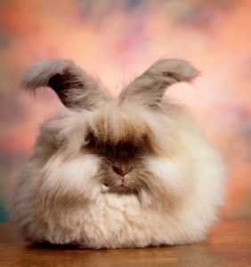 Ангорский кролик декоративный, пуховый кролик, карликовая порода