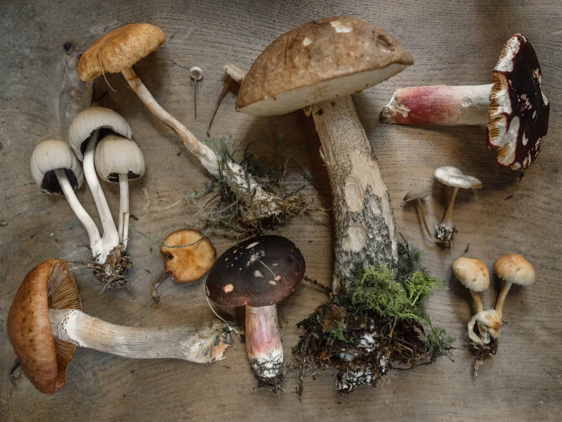 Сосновый белый гриб: пищевая ценность, описание вида, съедобность, применение. Ареал распространения, сходство и различие двойников.