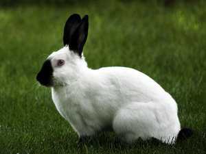 Декоративные кролики: породы с фото. Различия между понятиями «декоративный», «карликовый» и «миниатюрный». Наиболее популярные декоративные крупные, миниатюрные и пуховые породы.