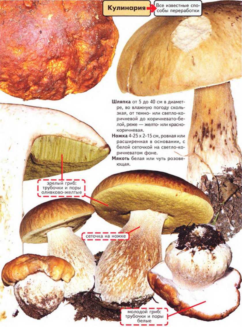 Плютей хонго (pluteus hongoi) –  грибы сибири