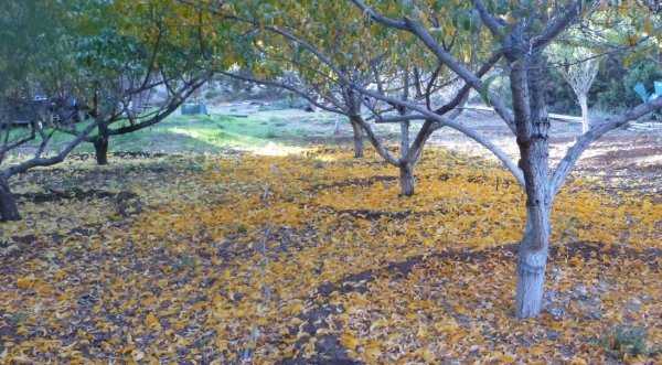 Подкормка плодовых деревьев осенью – удобряем правильно и с умом!