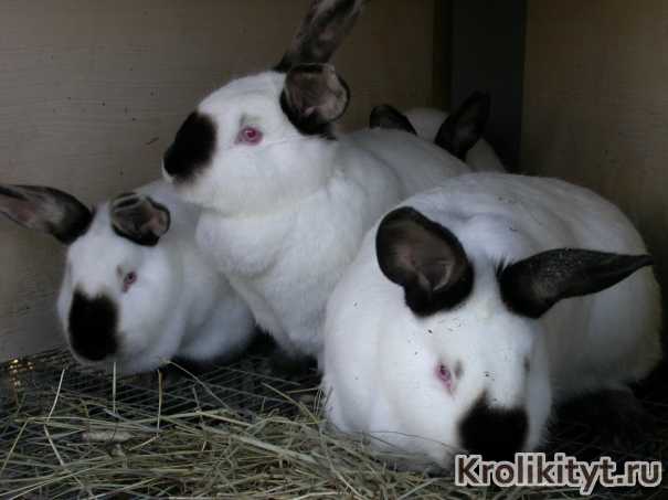 Кролики Калифорнийской породы: отзывы + видео, описание, фото. Разведение и содержание в домашних условиях. Болезни кроликов и их лечение.