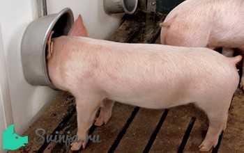 Разведение свиней. правило второе — водопоение. ниппельные поилки. | энциклопедия домашних животных