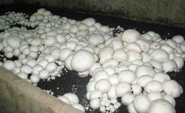 Выращиваем грибы на своем дачном участке