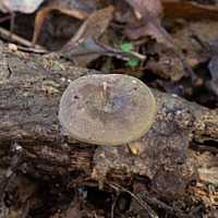 Трутовик изменчивый – несъедобный гриб с приятным запахом