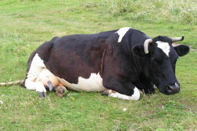 Ветеринария крс | бруцеллез крупного рогатого скота, диагностика, специфическая профилактика