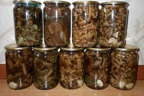 Способы хранения грибов на зиму. правильное и долгое хранение в морозилке | дачная жизнь