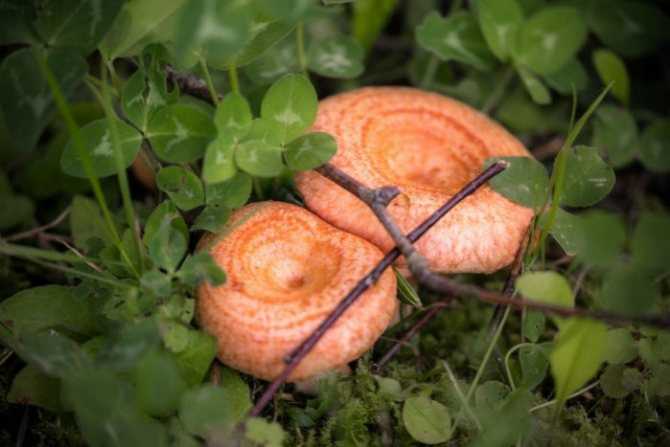 Грибы волнушки: какие бывают, съедобные или нет, чем полезны? как выглядят грибы волнушки: фотографии грибов волнушек с названиями. где растут грибы волнушки, когда появляются, когда собирать? как отличить рыжики от волнушек съедобных и ложных?