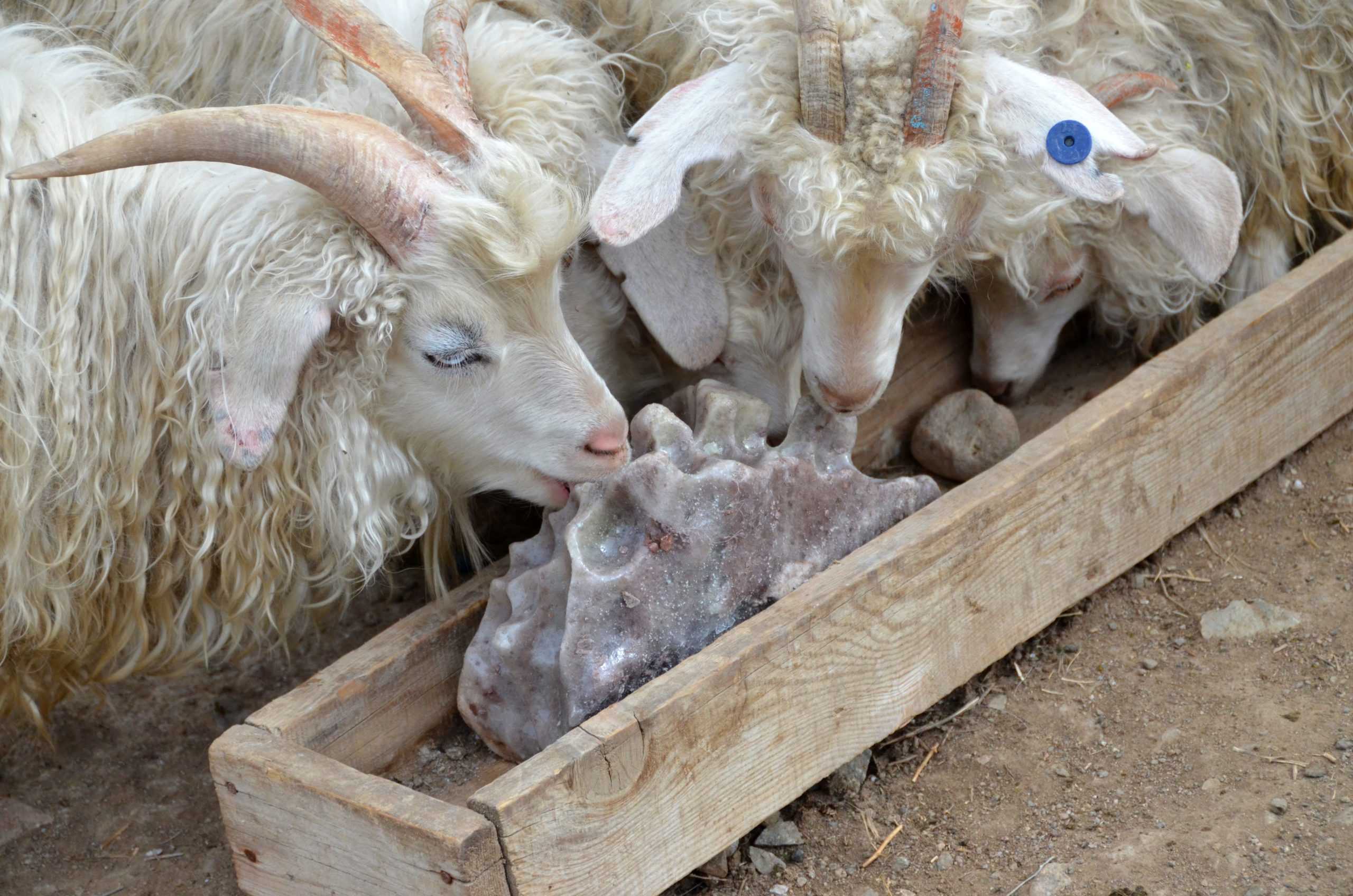 Коза домашняя — обзор особенностей содержания коз, как ухаживать и чем кормить а также болезни, лечение и профилактика болезней в обзоре!