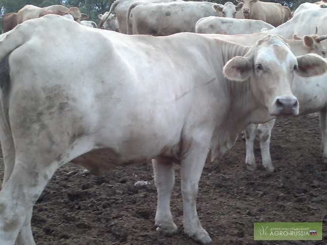 Шароле, порода коров: характеристика (фото) | forevernews