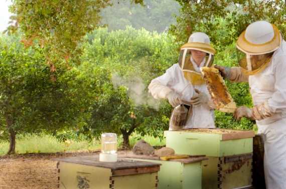 Пчеловодство: бизнес план пасеки, выгодно или нет открывать бизнес по продаже меда