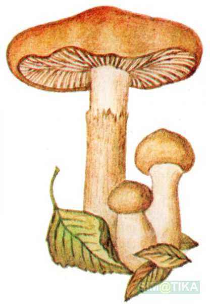 Гебелома углелюбивая – гриб, любящий пожарища