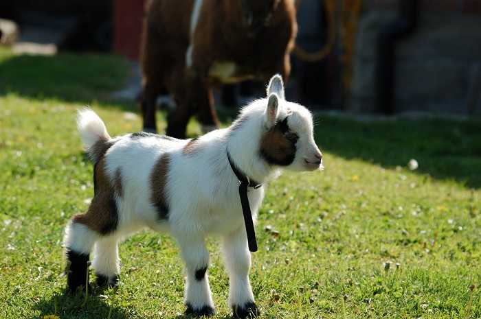 Карликовая коза: породы мини коз