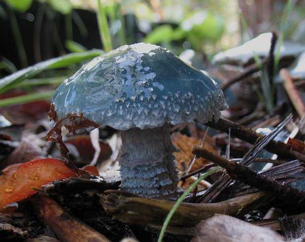 Фиолетовые грибы: +23 фото, названия, съедобность и описание