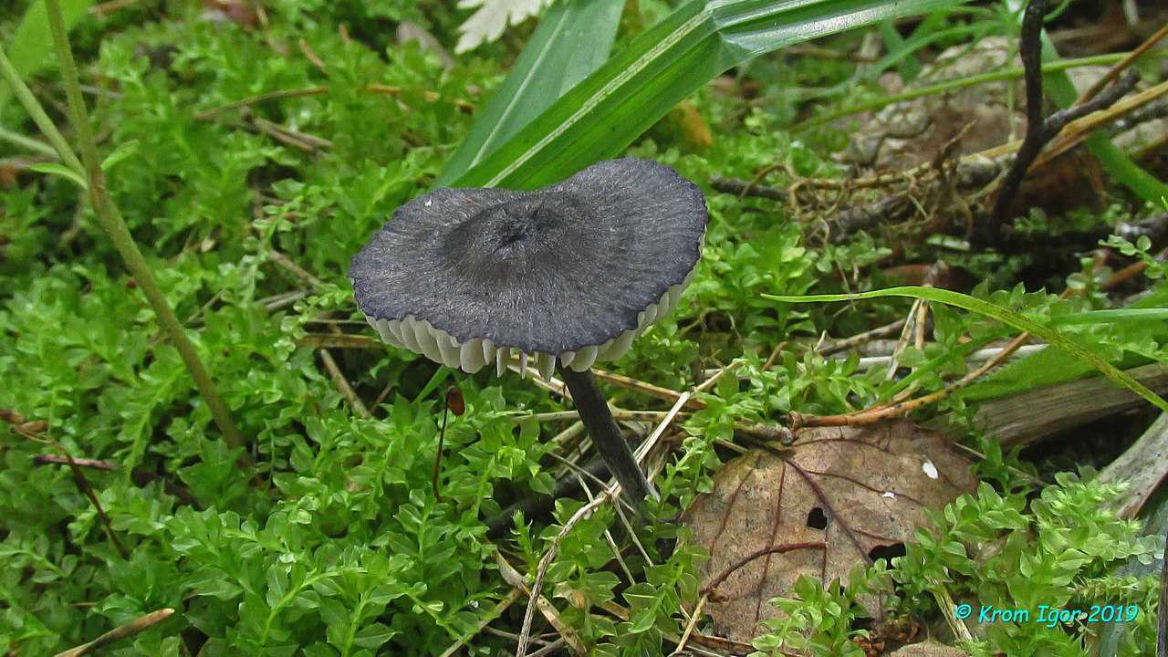 Энтолома яркоокрашенная – приметный гриб