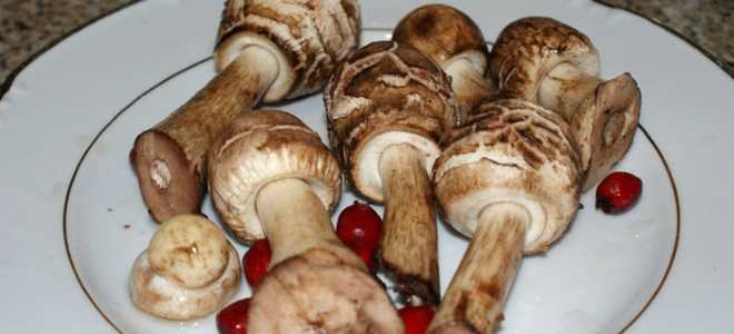 Как готовить грибы зонтики в кляре. рецепты, как приготовить грибы зонтики жареными в кляре