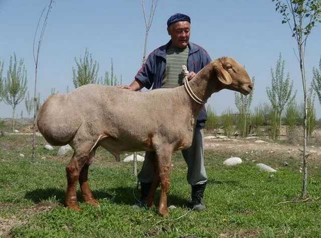 Гиссарская порода овец: описание и характеристика вида