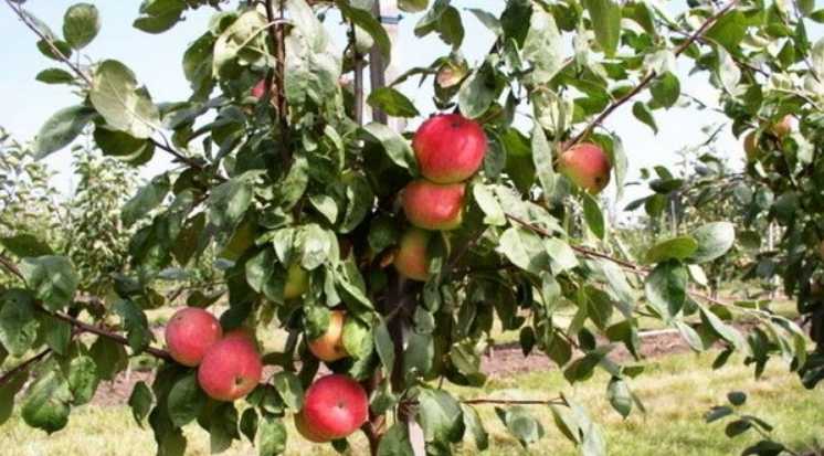 Описание яблони сорта пепин шафранный: характеристики, фото, отзывы садоводов